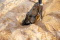 Funny black dog digs a hole in the sand on the beach during summer vacation. Royalty Free Stock Photo