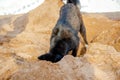 Funny black dog digs a hole in the sand on the beach during summer vacation. Royalty Free Stock Photo