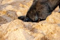 Funny black dog digs a hole in the sand on the beach during summer vacation. Royalty Free Stock Photo