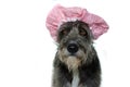 BLACK DOG DRYING HAIR WITH A PINK SHOWER CAP. ISOLATED ON WHITE Royalty Free Stock Photo