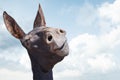 Funny black donkey smiling on blue sky Royalty Free Stock Photo