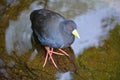 Funny black dove looking