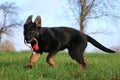 Playing german shepherd puppy in the garden