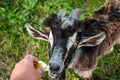 A funny black goat takes a yellow Apple from the owner`s hand. Close-up, selective focus