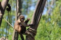 Funny black-horned capuchin resting on the tree