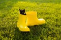 Funny black kitten sitting in yellow boot on grass. Cute image concept for postcards calendars and booklets with pet Royalty Free Stock Photo