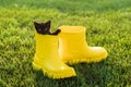 Funny black kitten sitting in yellow boot on grass. Cute image concept for postcards calendars and booklets with pet Royalty Free Stock Photo