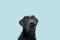 Funny black labrador dog looking up giving you whale eye caught red-handed with guilty expression. Isolated on colored blue Royalty Free Stock Photo