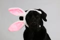 A funny black labrador head portrait in the studio with funny bunny ears