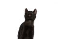 Funny black metis cat looking up and sticking out tongue