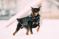 Funny Black Miniature Pinscher Zwergpinscher, Min Pin Dog Playin Royalty Free Stock Photo