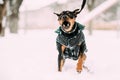 Funny Black Miniature Pinscher Zwergpinscher, Min Pin Dog Playin Royalty Free Stock Photo