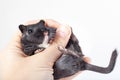 Funny black mouse gerbil in human hand Royalty Free Stock Photo