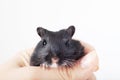 Funny black mouse gerbil in human hand Royalty Free Stock Photo