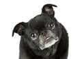 Funny Black Pug Tilting Head Closeup Royalty Free Stock Photo