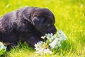 Funny black puppy sniffs flowers