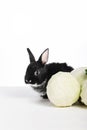 Funny black rabbit peeks cabbage on white isolated background