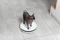 Funny Black Sphynx cat rides on white robot vacuum cleaner on concrete tile floor in kitchen Royalty Free Stock Photo