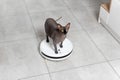 Funny Black Sphynx cat rides on white robot vacuum cleaner on concrete tile floor in kitchen. Pet Royalty Free Stock Photo