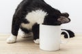 Funny black-white cat crawled into a white coffee mug.