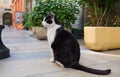 Funny black and white cat sit on narrow street in Sisteron city, Alpes de Haute. Provence