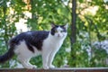 Funny black and white cat sitting closeup on balcony railing of apartment and looking watching down outside street in Royalty Free Stock Photo