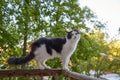 Funny black and white cat sitting closeup on balcony railing of apartment and looking watching down outside street in Royalty Free Stock Photo