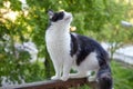 Funny black and white cat sitting closeup on balcony railing of apartment and looking watching down outside street in Royalty Free Stock Photo