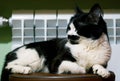 A funny black and white cat with an unusual muzzle warms itself next to a bimetallic heating battery. Winter and home heating.