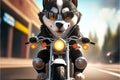 Funny black and white husky rides in glasses on a motorcycle.