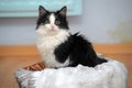 Funny black and white kitten Royalty Free Stock Photo