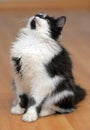 Funny black and white kitten Royalty Free Stock Photo