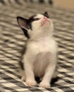 Funny black white kitten Royalty Free Stock Photo