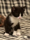 Funny black white kitten Royalty Free Stock Photo