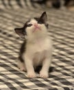 Funny black white kitten Royalty Free Stock Photo