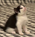 funny black white kitten Royalty Free Stock Photo