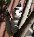 Funny black and white funny kitten tries to hunt in the tree Royalty Free Stock Photo