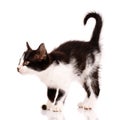 Funny black and white kitten wants to attack a toy. Isolated on a white background. Royalty Free Stock Photo