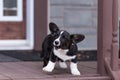 Funny black and white Welsh Corgi Cardigan puppy barking and jumping