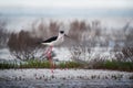 Black-winged stilt bird on the lake shore Royalty Free Stock Photo