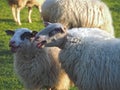 Funny bleating white sheep on a meadow