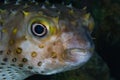 Funny blowfish (Diodon nicthemerus) close-up portrait. Tropical Royalty Free Stock Photo