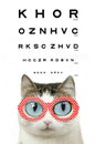 Funny blue eyed cat in myopia eye glasses red rim with hearts close up portrait with eye chart Royalty Free Stock Photo