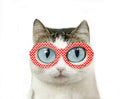 Funny blue eyed cat in myopia eye glasses red rim with hearts close up portrait with copy space Royalty Free Stock Photo