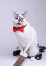 Funny blue-eyed cat with red bow tie licked and sitting on the electric guitar