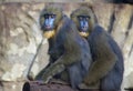 Funny blue face monkeys