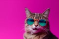 cute neon funny fashion portrait cat sunglasses animal colourful pet. Generative AI.