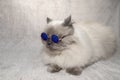 Funny blue point cat in sunglasses on a gray background Royalty Free Stock Photo