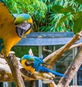 Funny blue and yellow macaw parrot in closeup spreading his wings open and looking in the camera with another macaw parrot in the Royalty Free Stock Photo