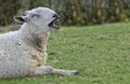 Funny Bluefaced Leicester Ram yawning laying in field on a farm in UK